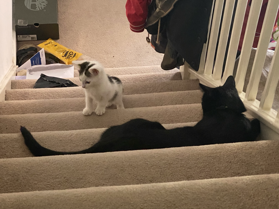 Mastoo and Panther on the stairs