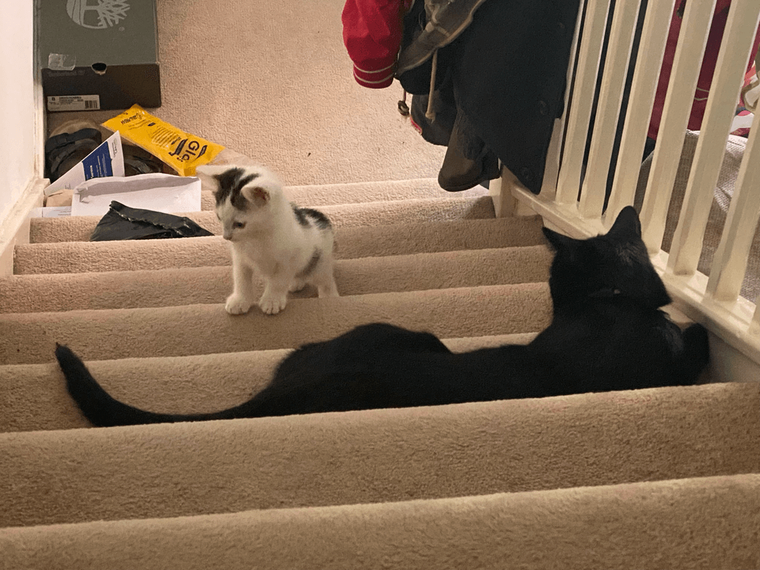 Mastoo and Panther on the stairs