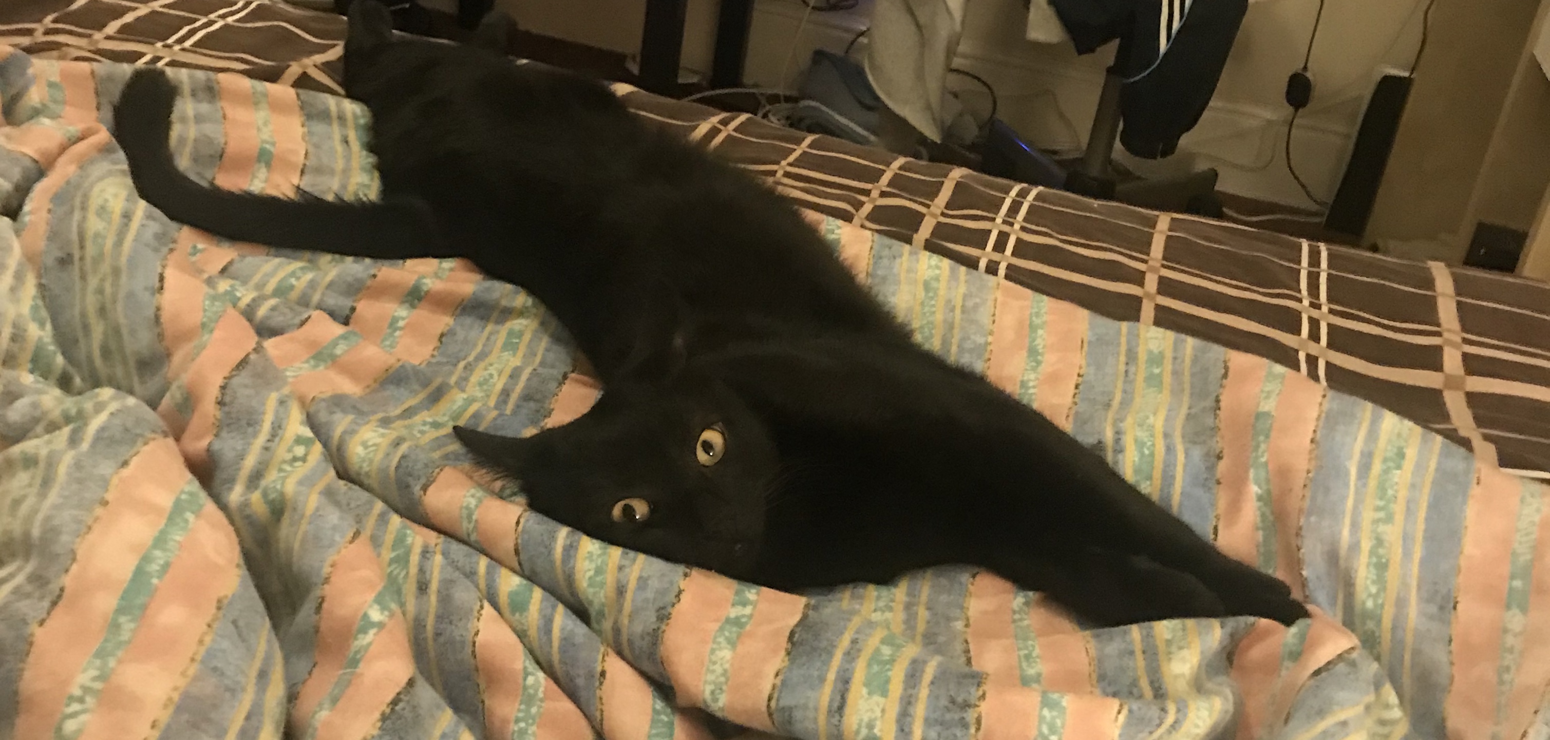 Panther cat doing a big stretch on the bed